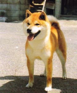 picture of dog