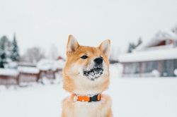 picture of dog