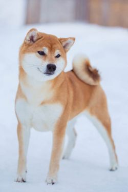 picture of dog
