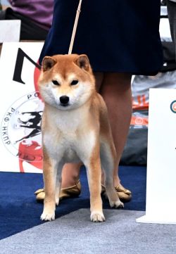 picture of dog