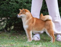 picture of dog