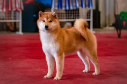 picture of dog