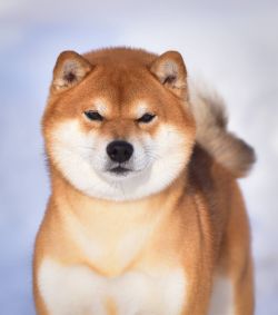 picture of dog