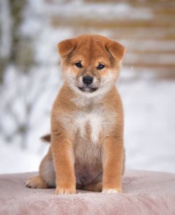 picture of dog