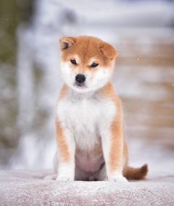 picture of dog