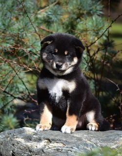 picture of dog
