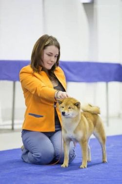 picture of dog