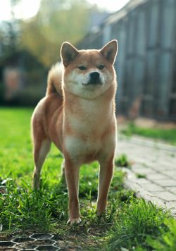 picture of dog