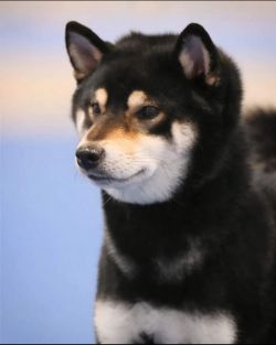 picture of dog
