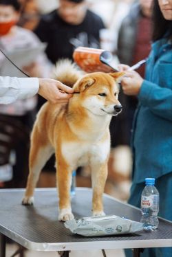 picture of dog