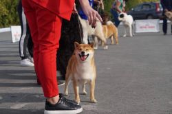 picture of dog