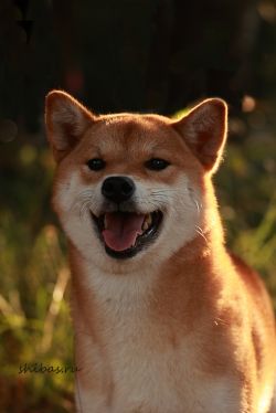 picture of dog