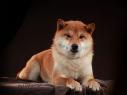 picture of dog