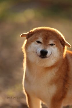 picture of dog