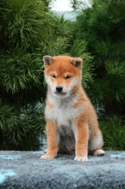 picture of dog