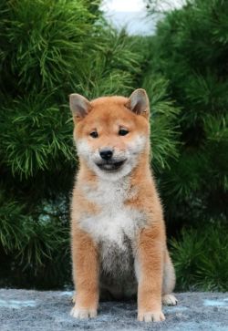 picture of dog