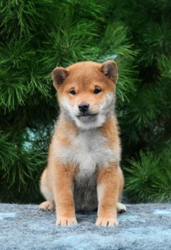 picture of dog