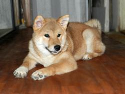 picture of dog