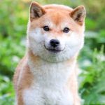 picture of dog