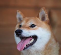 picture of dog