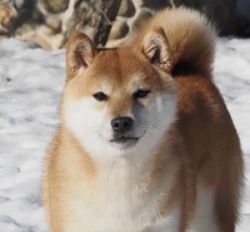 picture of dog