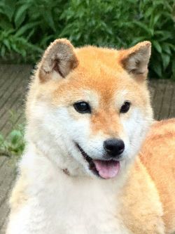 picture of dog