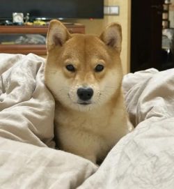 picture of dog