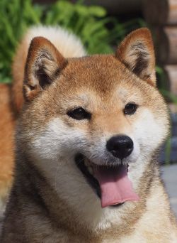 picture of dog