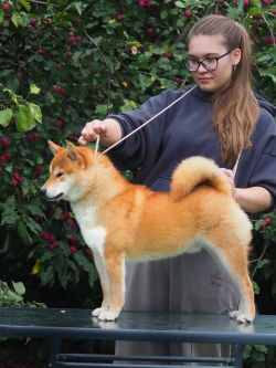 picture of dog