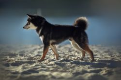 picture of dog