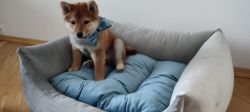 picture of dog