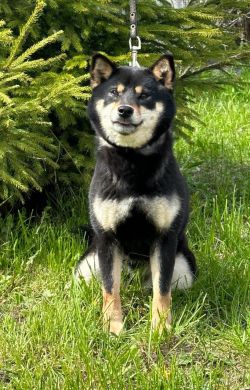 picture of dog