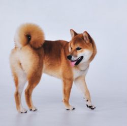 picture of dog
