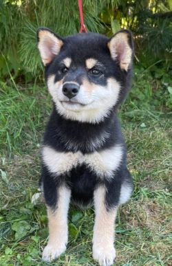 picture of dog