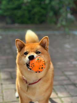 picture of dog