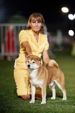 picture of dog