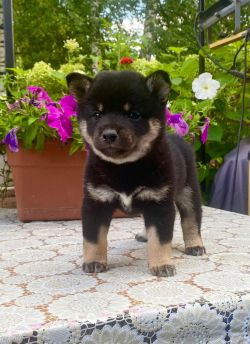 picture of dog