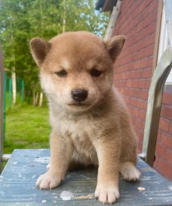 picture of dog