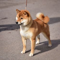picture of dog