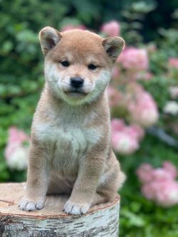 picture of dog