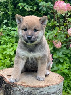 picture of dog