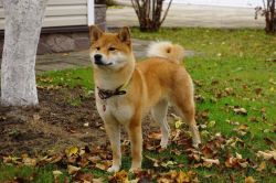 picture of dog