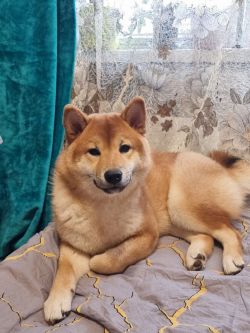 picture of dog