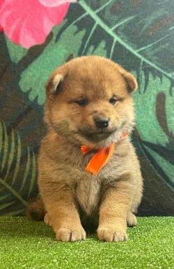picture of dog