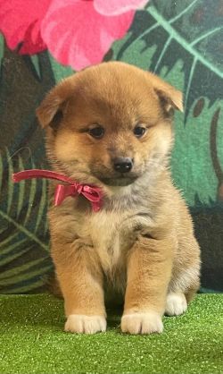 picture of dog