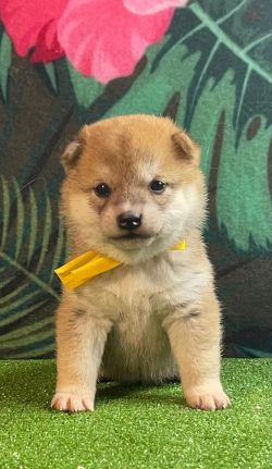 picture of dog