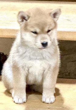 picture of dog
