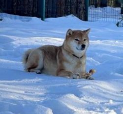 picture of dog