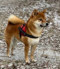 picture of dog