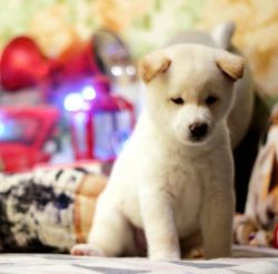 picture of dog